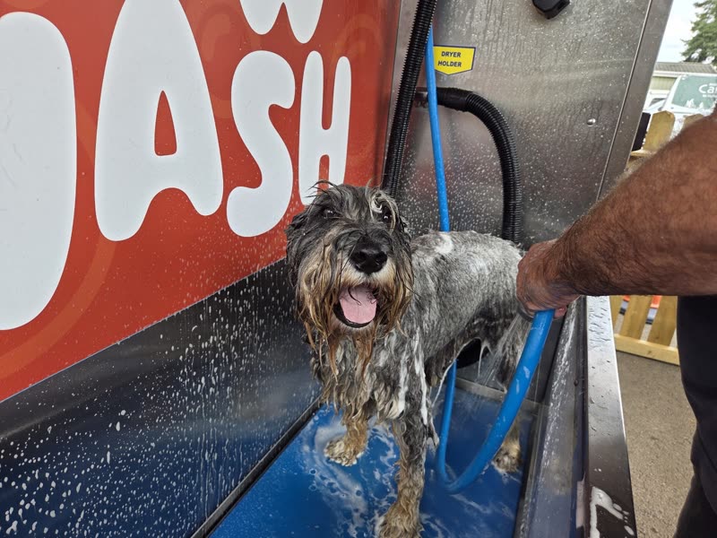 A wet terrier held steady in the wash tub, mid-wash