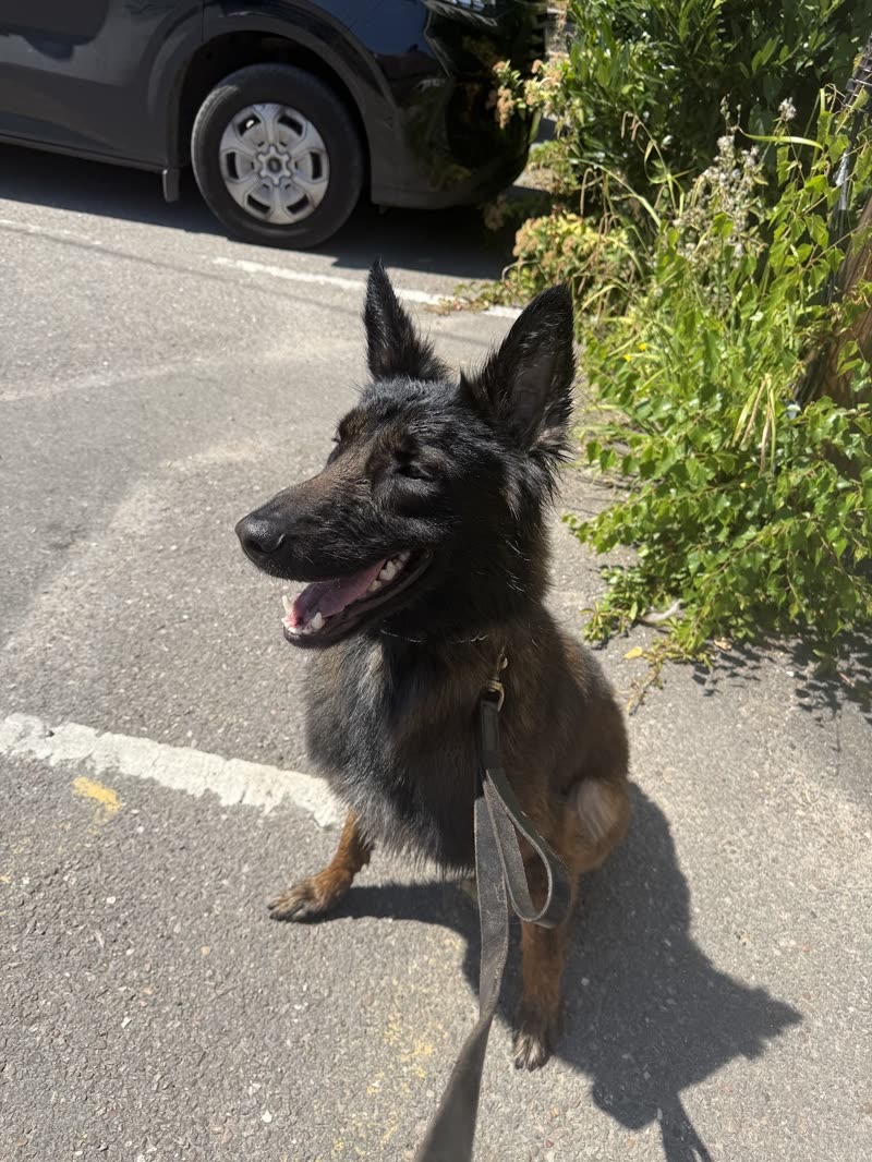 A dry German Shepherd on the forecourt after its wash