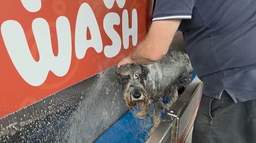 Hands lathering a small wet terrier in the wash tub