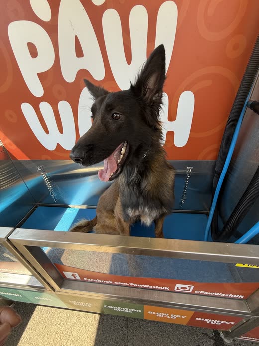 A long-haired German Shepherd standing in the wash bay
